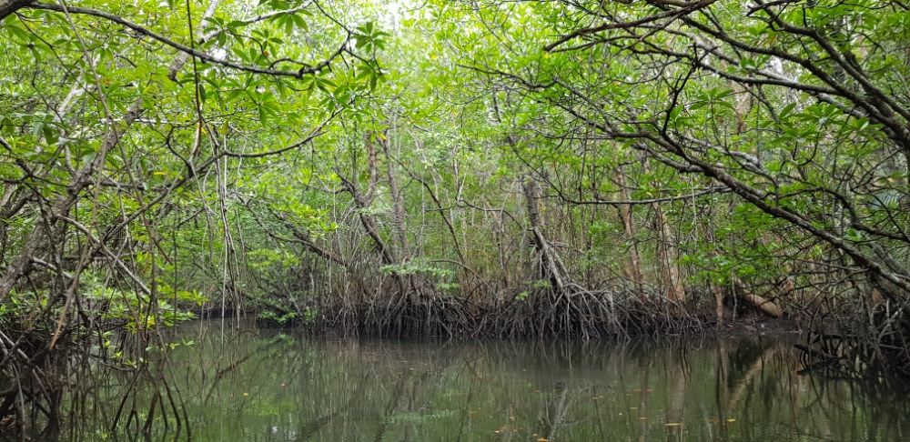 Bintan Mangrove - An adventure to the Amazon - Travelgoeasy